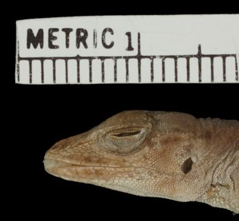 Media type: image; Herpetology R-49740